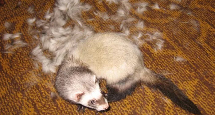 Чому щури втрачають хутро: причини та рішення облисіння