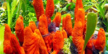 Unveiling the mysteries: amazing facts and secrets of natural sea sponges