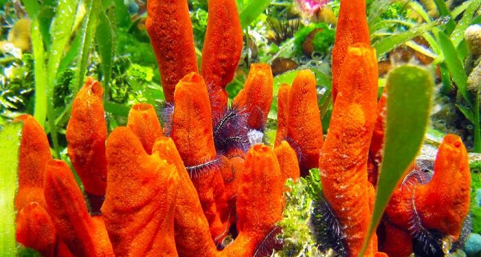 Unveiling the mysteries: amazing facts and secrets of natural sea sponges