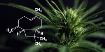 Why more people are turning to natural terpenes (and what they actually do)